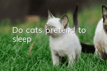 Do cats pretend to sleep?