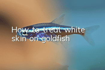 How to treat white skin on goldfish