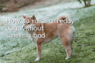 How to raise a Teddy dog ​​without smelling bad