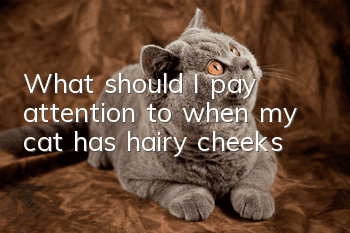 What should I pay attention to when my cat has hairy cheeks?