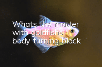 What's the matter with goldfish's body turning black?