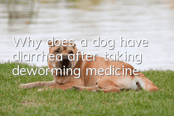 Why does a dog have diarrhea after taking deworming medicine?