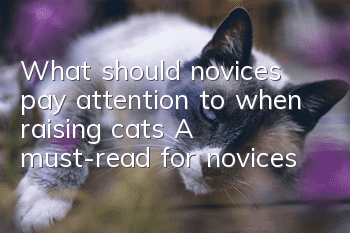 What should novices pay attention to when raising cats? A must-read for novices!