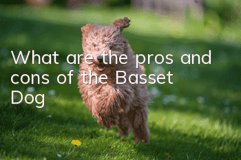 What are the pros and cons of the Basset Dog?