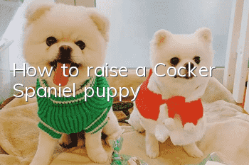 How to raise a Cocker Spaniel puppy