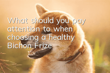 What should you pay attention to when choosing a healthy Bichon Frize?