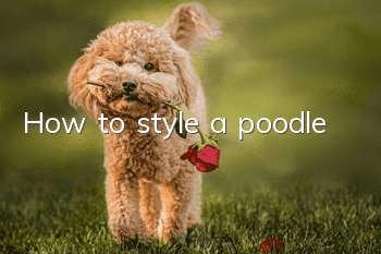 How to style a poodle