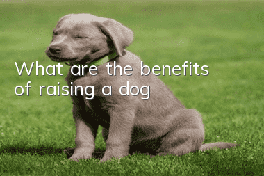 What are the benefits of raising a dog?