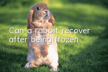 Can a rabbit recover after being frozen?