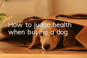 How to judge health when buying a dog