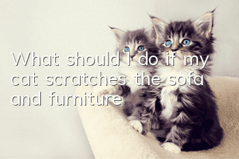 What should I do if my cat scratches the sofa and furniture?