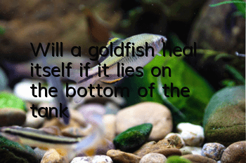 Will a goldfish heal itself if it lies on the bottom of the tank?