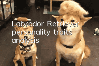 Labrador Retriever personality traits analysis