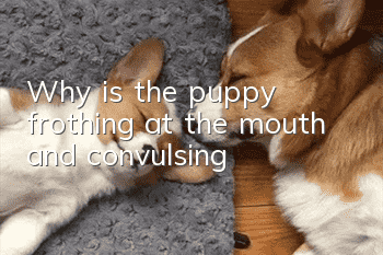 Why is the puppy frothing at the mouth and convulsing?