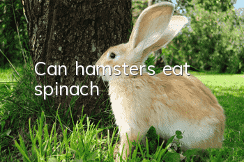 Can hamsters eat spinach?