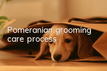 Pomeranian grooming care process