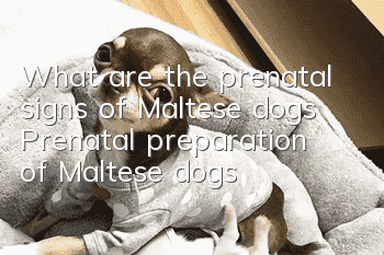 What are the prenatal signs of Maltese dogs? Prenatal preparation of Maltese dogs