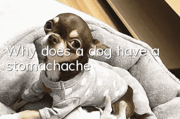 Why does a dog have a stomachache?