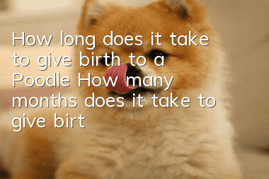 How long does it take to give birth to a Poodle? How many months does it take to give birth to a Poodle?