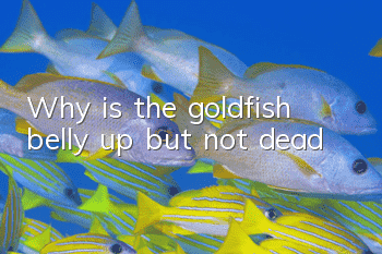 Why is the goldfish belly up but not dead?