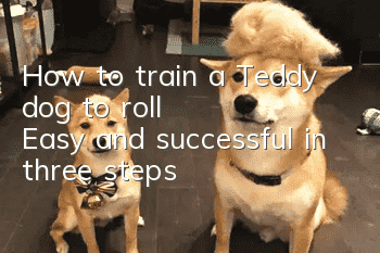 How to train a Teddy dog ​​to roll? Easy and successful in three steps!