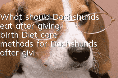 What should Dachshunds eat after giving birth? Diet care methods for Dachshunds after giving birth