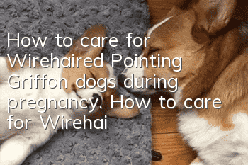 How to care for Wirehaired Pointing Griffon dogs during pregnancy. How to care for Wirehaired Pointing Griffon dogs during pregnancy.