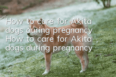 How to care for Akita dogs during pregnancy How to care for Akita dogs during pregnancy