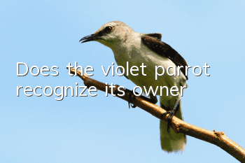 Does the violet parrot recognize its owner?