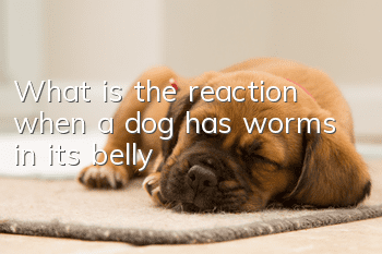 What is the reaction when a dog has worms in its belly?