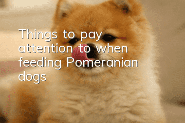 Things to pay attention to when feeding Pomeranian dogs