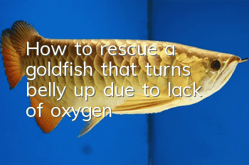 How to rescue a goldfish that turns belly up due to lack of oxygen