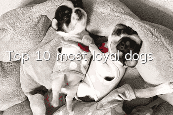 Top 10 most loyal dogs