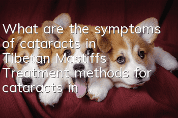 What are the symptoms of cataracts in Tibetan Mastiffs? Treatment methods for cataracts in Tibetan Mastiffs