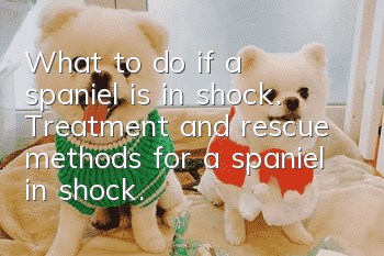 What to do if a spaniel is in shock. Treatment and rescue methods for a spaniel in shock.