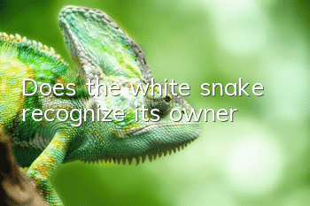 Does the white snake recognize its owner?