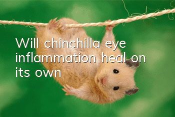 Will chinchilla eye inflammation heal on its own?