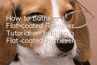 How to bathe a Flat-coated Retriever. Tutorial on bathing a Flat-coated Retriever.