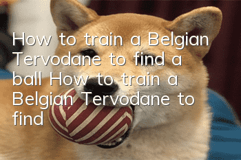 How to train a Belgian Tervodane to find a ball? How to train a Belgian Tervodane to find a ball?