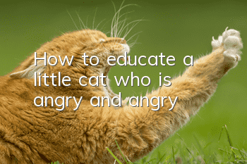 How to educate a little cat who is angry and angry?