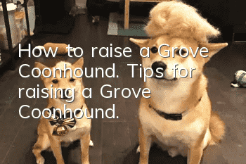 How to raise a Grove Coonhound. Tips for raising a Grove Coonhound.