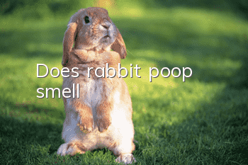 Does rabbit poop smell?