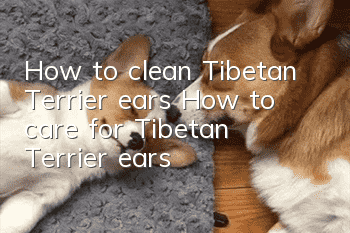 How to clean Tibetan Terrier ears How to care for Tibetan Terrier ears