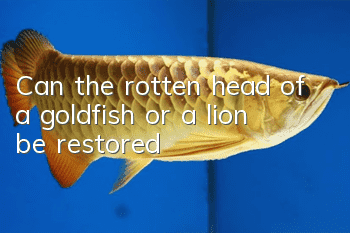 Can the rotten head of a goldfish or a lion be restored?