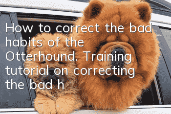 How to correct the bad habits of the Otterhound. Training tutorial on correcting the bad habits of the Otterhound.