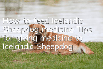 How to feed Icelandic Sheepdog medicine Tips for giving medicine to Icelandic Sheepdog