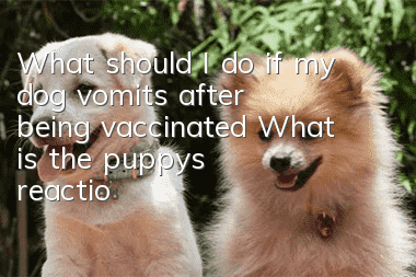 What should I do if my dog ​​vomits after being vaccinated? What is the puppy’s reaction after being vaccinated!