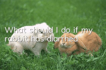 What should I do if my rabbit has diarrhea?