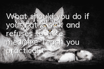 What should you do if your cat is sick and refuses to take medicine? Teach you practical techniques for feeding cats medicine!