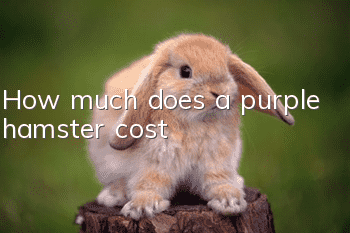 How much does a purple hamster cost?